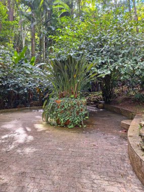 Ağaçların arasından süzülen güneş ışığının yoğun bitki örtüsüyle çevrili, canlı yeşil bitkilerle dolu büyük bir seramik tenceresi olan verimli bir tropikal bahçe..