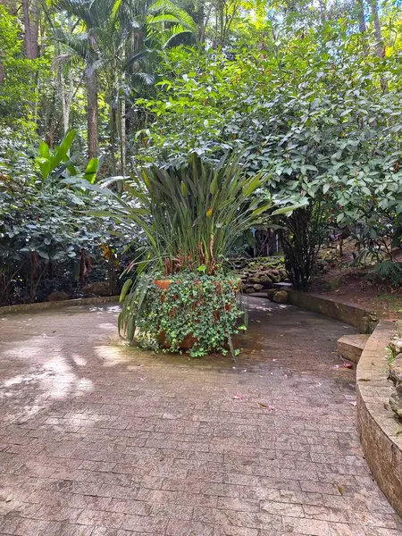 Ağaçların arasından süzülen güneş ışığının yoğun bitki örtüsüyle çevrili, canlı yeşil bitkilerle dolu büyük bir seramik tenceresi olan verimli bir tropikal bahçe..