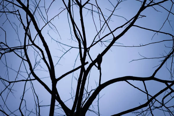 Silueta Pájaro Sobre Rama Árbol Muerta Nublado Fondo Gris Cielo — Foto de Stock