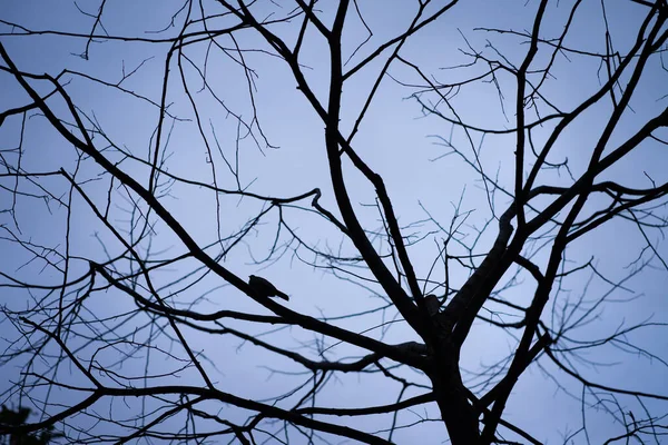Silueta Pájaro Sobre Rama Árbol Muerta Nublado Fondo Gris Cielo —  Fotos de Stock