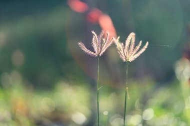 Flowering grass nature light background in the morning.