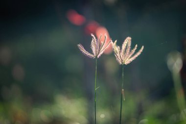 Flowering grass nature light background in the morning.