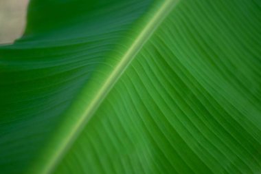 Closeup of green and fresh banana leaf flesh in the garden.