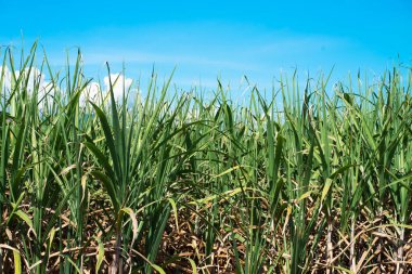 Beautiful countryside on a sunny afternoon Sugar cane landscape and wonderful sky, countryside scenery.