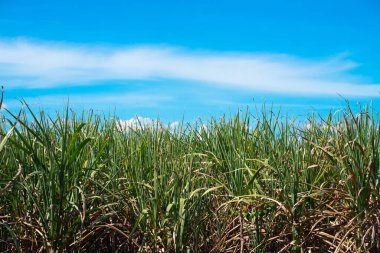 Beautiful countryside on a sunny afternoon Sugar cane landscape and wonderful sky, countryside scenery.