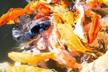 Golden koi and colorful koi swim in the garden pond. A fish that conveys the meaning of auspiciousness.