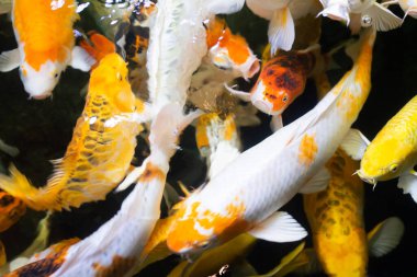 Altın sarısı ve beyaz koi havuzda yüzer. güzel balık ve zenginlik.