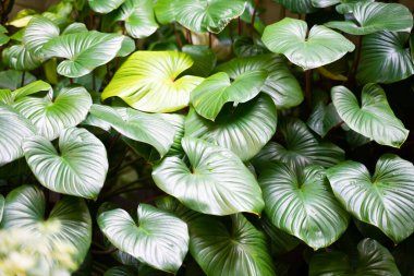 Yeşil yaprakların doğal görüntüsü, doğal arka plan, tropikal yapraklar..