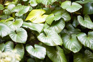 Yeşil yaprakların doğal görüntüsü, doğal arka plan, tropikal yapraklar..