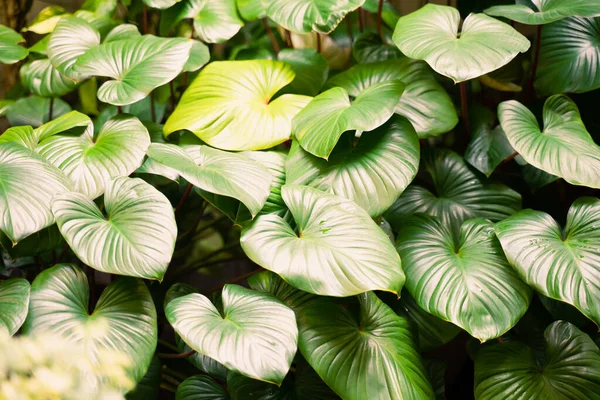 The natural view of the green leaves, natural background, tropical leaves.