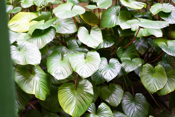 The natural view of the green leaves, natural background, tropical leaves.