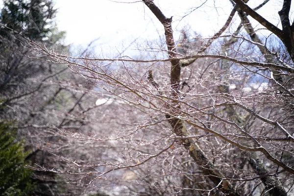 Bir Sonbahar Sabahı Kuru Dalları Serin Tonlarda Olan Bir Ağaç — Stok fotoğraf