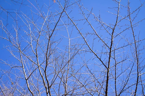 Dry Branches Autumn Bright Sky — Stock Photo, Image