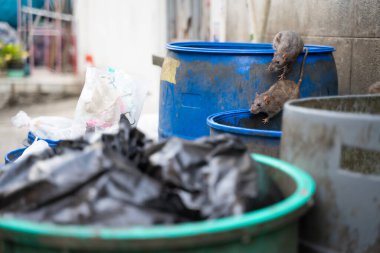 Sıçanlar yemek için çöpte. Kokmuş ve nemli. Seçici odak.