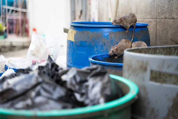 Råttor Soporna För Att Äta Stinkande Och Fuktig Selektiv Inriktning — Stockfoto