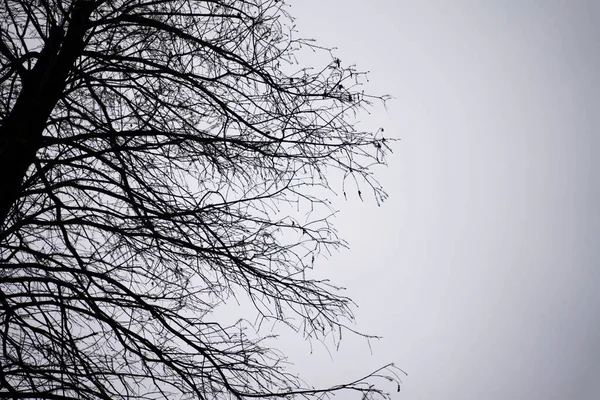 Νεκρό Δέντρο Απομονωμένο Θαμπό Λευκό Φόντο Δίνει Μια Αίσθηση Μοναξιάς — Φωτογραφία Αρχείου