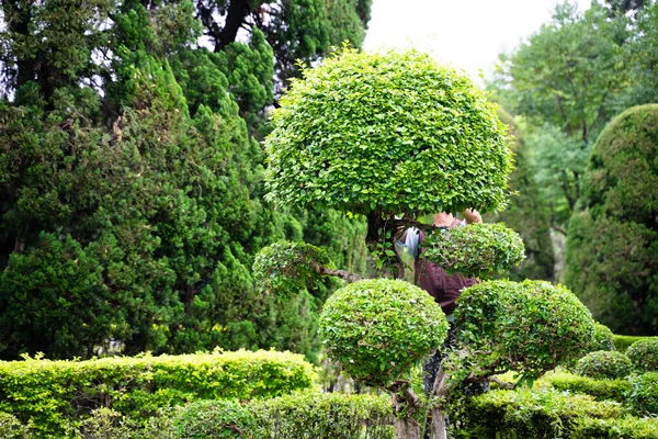 Man Beskär Tropisk Trädgård Med Växter Solig Dag — Stockfoto