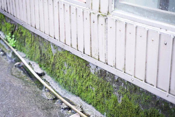The exterior wall of the house with moss All concepts pass away with time.
