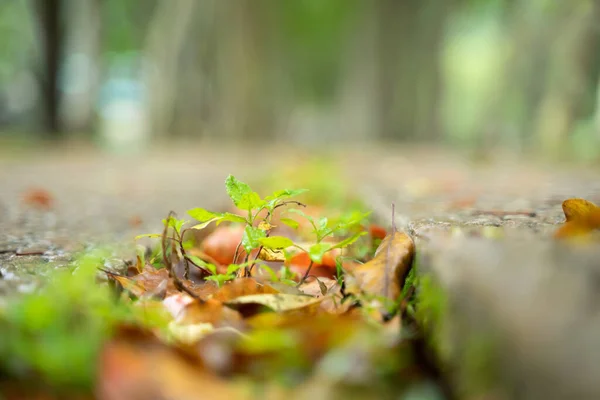 A small tree with leaves around it grows in the crevice of the rock. bokeh background.