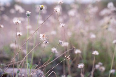 Çimen tarlası arka planı, bulanık arkaplanı olan yabani çiçekler.