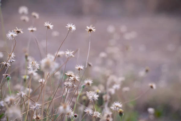 stock image Grass field background, wild flowers with blurred background.