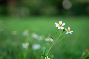Bokeh hafif arkaplanlı beyaz çiçek.