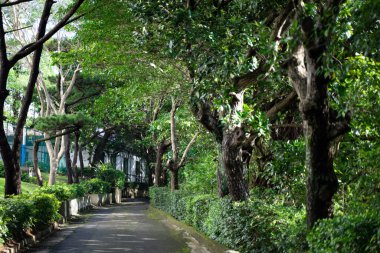 Binaya giden bahçe yolu gölgeli ağaçlarla çevrili..