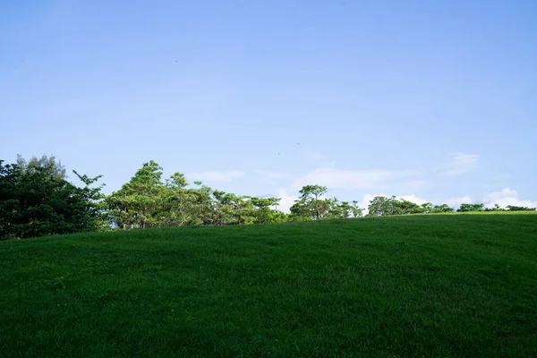 Vista Para Pátio Relvados Árvores Verdes Céus Azuis Brilhantes — Fotografia de Stock