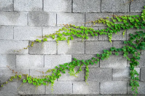 Bluszcz Zielone Liście Dzikie Winorośle Cementowej Ścianie — Zdjęcie stockowe