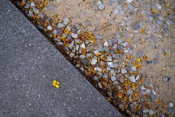 Concrete Stone Sidewalk Leaves Twigs Dried Flowers Side — Stock Photo, Image