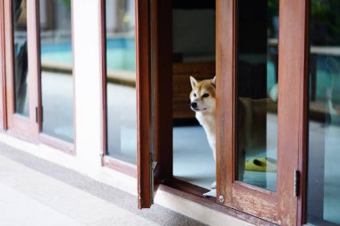 Kahverengi bir köpek, sahibinin eve dönmesini umarak orada durdu..