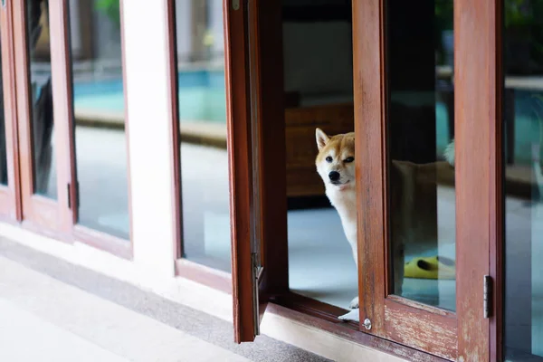 Brown Dog Stood Staring Door Doing His Best Watch House — Stock Photo, Image