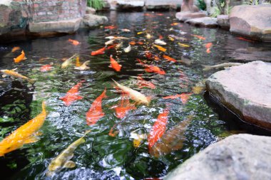 Koi havuzunda suyun altında yüzen bir çok koi balığının görüntüsü.