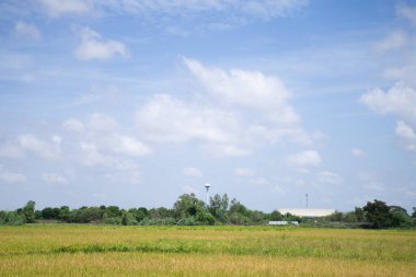 Yeşil pirinç tarlalarının parlak gökyüzü arkaplanı manzarası.
