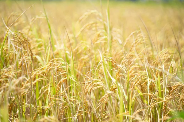 稻穗中稻谷的近照收获前美丽的金色稻田和稻穗 — 图库照片