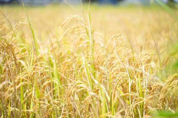 Nahaufnahme Von Reiskörnern Einer Reisähre Schöne Goldene Felder Und Ähren — Stockfoto