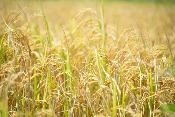 Widok Bliska Ziarna Ryżu Uchu Ryżowym Piękne Złote Pola Uszy — Zdjęcie stockowe