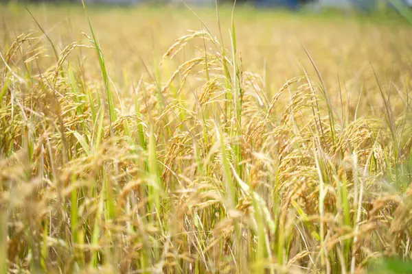 Widok Bliska Ziarna Ryżu Uchu Ryżowym Piękne Złote Pola Uszy — Zdjęcie stockowe