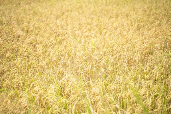 稻谷在稻穗上 美丽的金色稻田和稻穗在收获前 — 图库照片