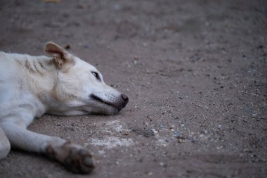 Beyaz köpek yorgun yatıyordu, yüzü yerde umutsuz görünüyordu..