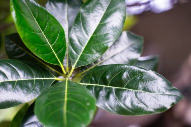 Bokeh ışık arka planında yeşil yaprakların dalları.