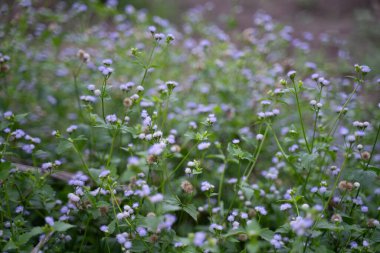 Yumuşak güneş ışığı arkaplanlı mor çimen çiçekleri.