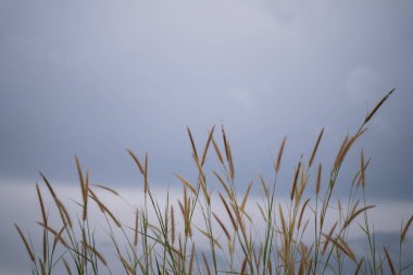 Doğal çimen çiçekleri, mavi gökyüzü arka planı, doğal güzellik..