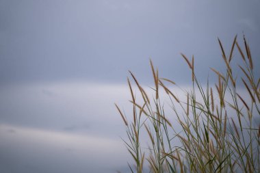 Doğal çimen çiçekleri, mavi gökyüzü arka planı, doğal güzellik..