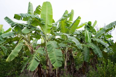 Muz ağacı bahçesi, yemyeşil yapraklar Beyaz sisli gökyüzü arkaplanı.