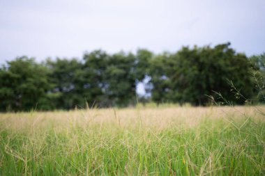 Kurumuş çimen çiçekleri dallar süpürgelere benziyor. Bulanık pirinç tarlası arka planı.