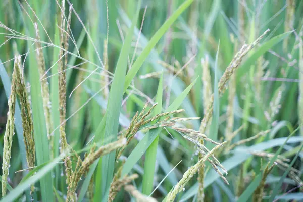 Close-up view of rice grains in a rice ear Green rice field background blurred light.