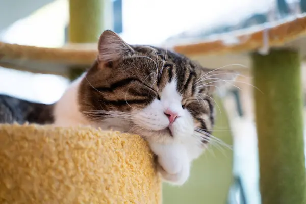 Close-up of a cute little cat sleeping on a yellow sofa. cat resting.