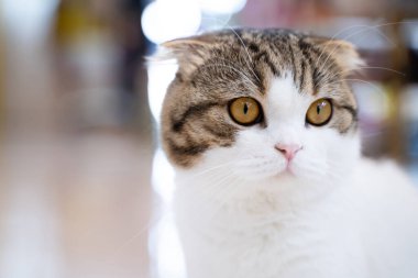 Bokeh Light arka planında şirin bir steyşın kedi..