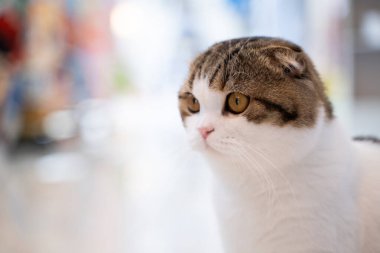 Bokeh Light arka planında şirin bir steyşın kedi..